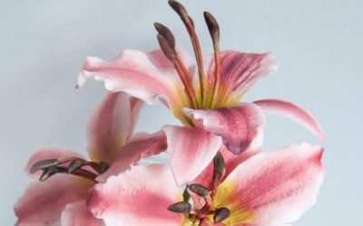 CREATE A LILY FLOWER