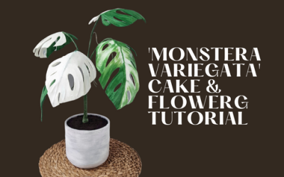 ‘MONSTERA VARIEGATA’ PLANT TUTORIAL